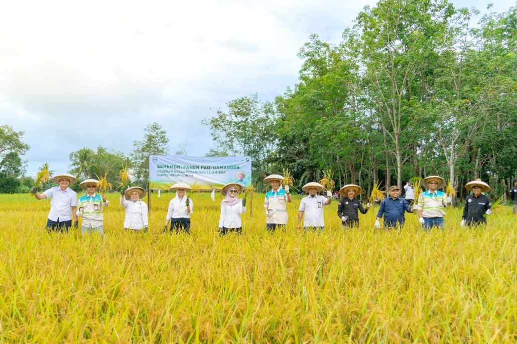 Panen-Padi-Gamagora-Ponpes-Miftahul-Ulum-Tabalong