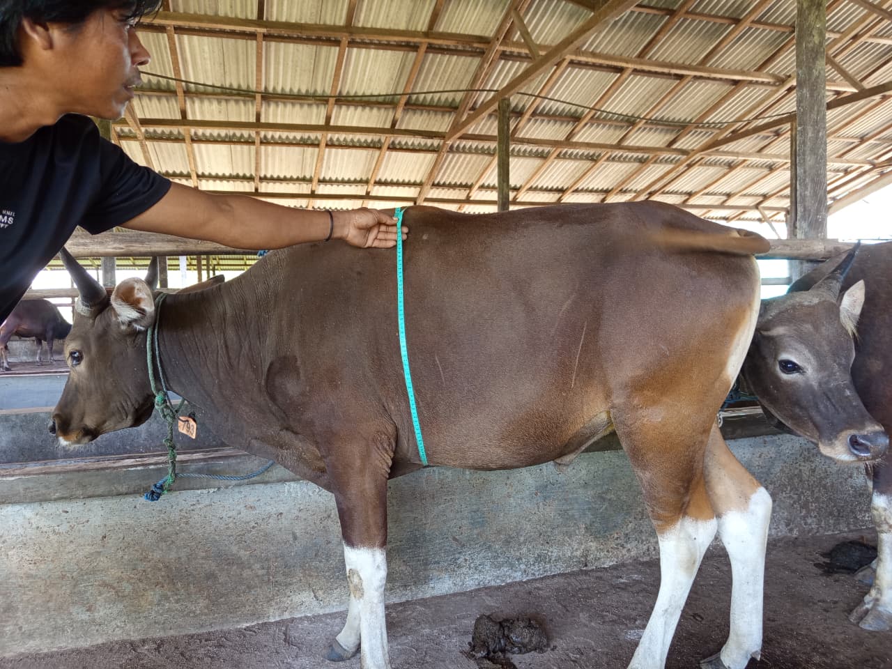 mitra-Ukur-lingkar-badan-sapi